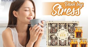 Cung cấp Yến Đông Trùng Kim Cương Vàng chính hãng